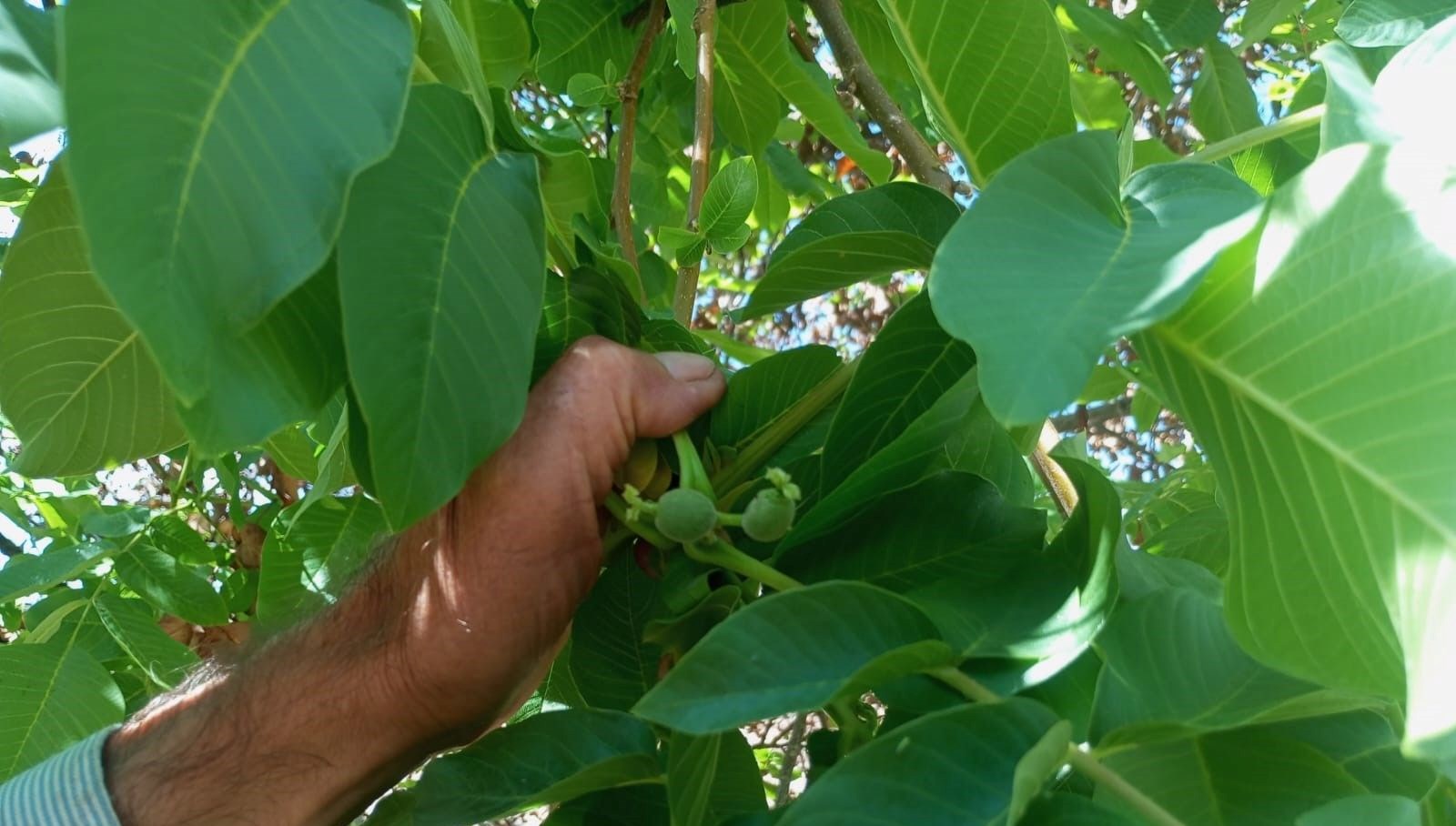malatyada mevsim disinda meyve veren ceviz agaclari sasirtti 3rv2DTUi