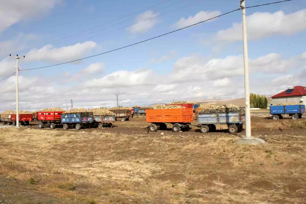 musta seker pancari alim sezonu devam ediyor JBEs6SZX.jpg