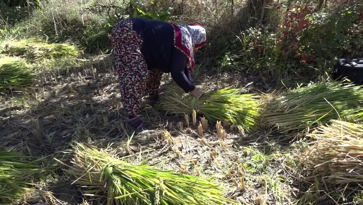 yusufelinde geleneksel celtik hasadi Ge544ehJ.jpg