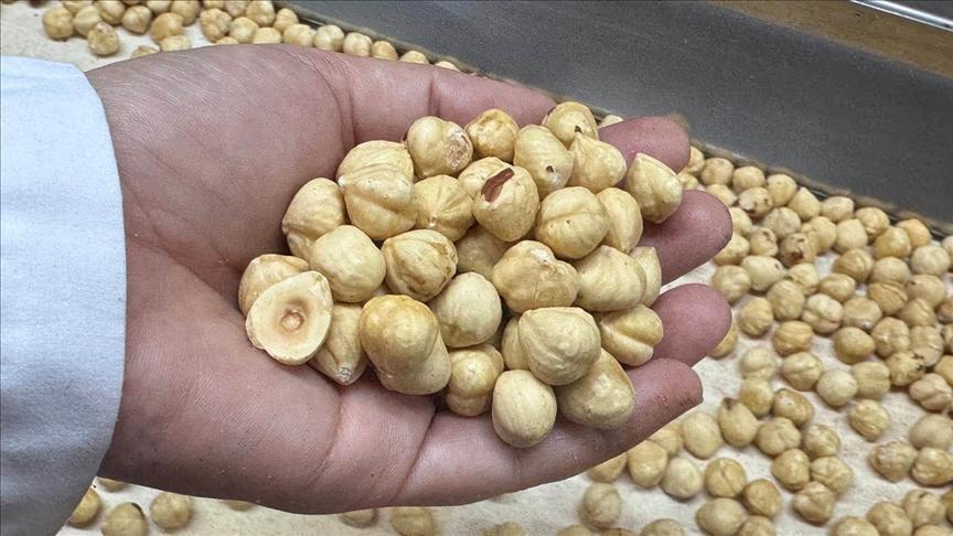 turkiye findik ihracatindan 351 milyon dolari askin gelir sagladi Y9ww5kcN.jpg