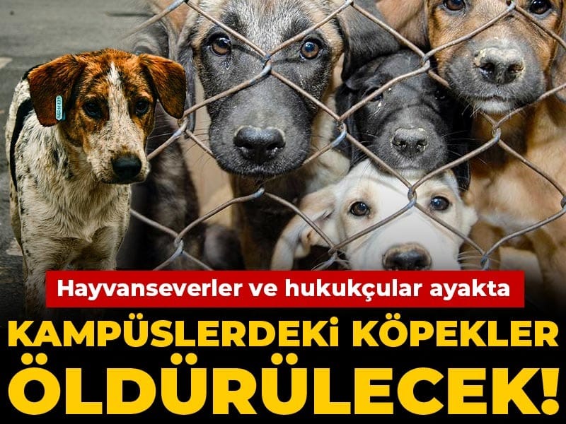 Kampüslerdeki Sokak Köpekleri Tehlikede! Hayvanseverler ve Hukukçular Önlem Alıyor