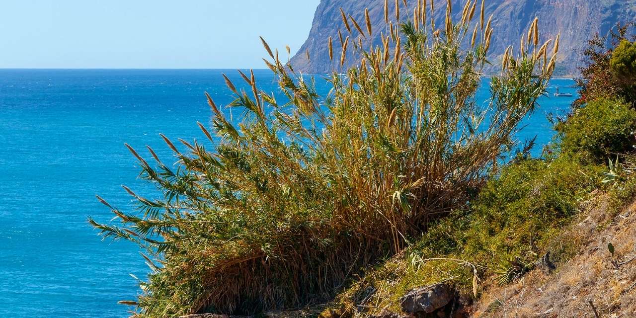 Kargı Kamışı: Sivrisinek Üretiminde Belirleyici Bir Etken