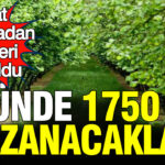 Hasat baslamadan ucretleri belli oldu gunde 1750 tl kazanacaklar b1iRhWBt
