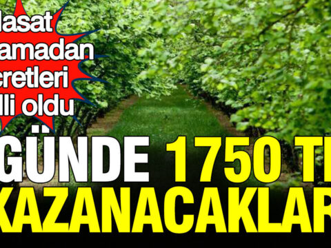 Hasat baslamadan ucretleri belli oldu gunde 1750 tl kazanacaklar b1iRhWBt